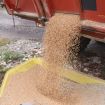 arrivee-grains-dans-la-tremie.jpg